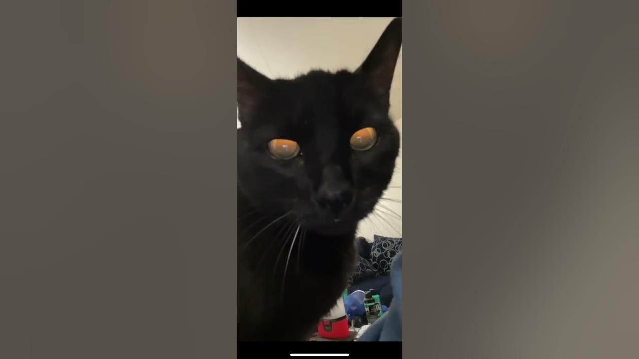 This sound is supposed to remind cats that they were worshipped in