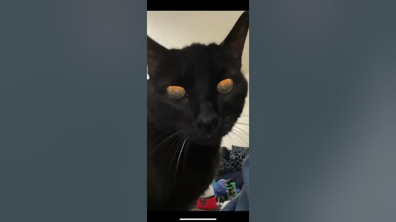 This sound is supposed to remind cats that they were worshipped in Ancient Egypt #cats