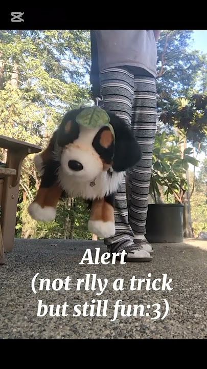 Tricks to teach your essa ||#cute #cute #plushie #fyp #puppy #training