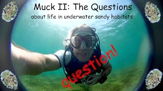 Muck II: The Questions about Underwater Sandy Habitats