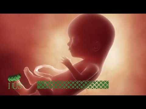 Alimentos para controlar