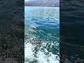Dolphins Swimming in Khasab, Oman 🐬 | An Unforgettable Arabian Adventure