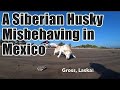 A day out with our dog in MEXICO