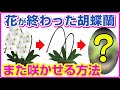 【胡蝶蘭】花が終わった胡蝶蘭、もう一度咲かせる方法教えます