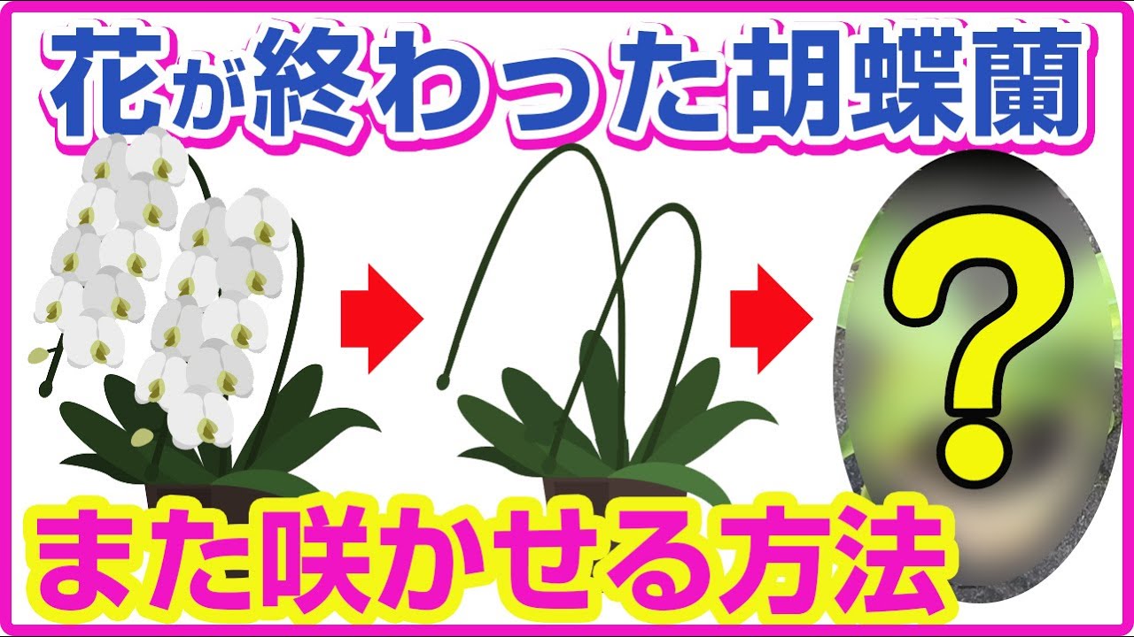 【胡蝶蘭】花が終わった胡蝶蘭、もう一度咲かせる方法教えます