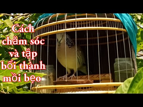 Video Cách chăm sóc và tập con bổi thành mồi cay hay còn gọi... - youtube