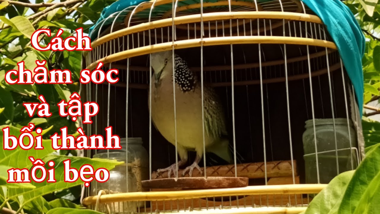 Cách chăm sóc và tập con bổi thành mồi cay hay còn gọi là mồi bẹo #18