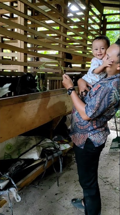 Evan McHugh|It's a Beautiful Day | Kasih makan kambing