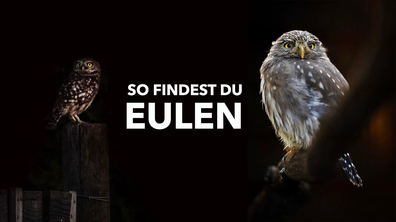 Eulen fotografieren – so findest du Waldkauz, Uhu & Co