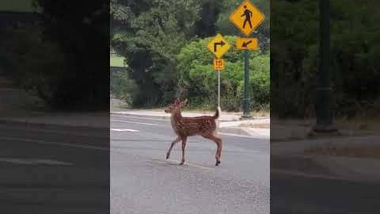 人の視線に気付き 動きを止めたシカ 直後にとった行動に腹筋崩壊 Grape グレイプ