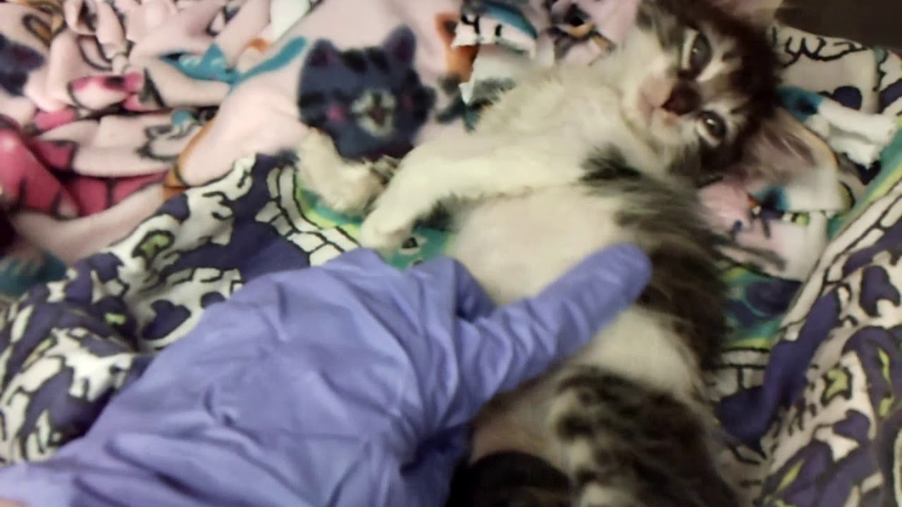 center for reproductive rights A803025, 026, 027 and 028