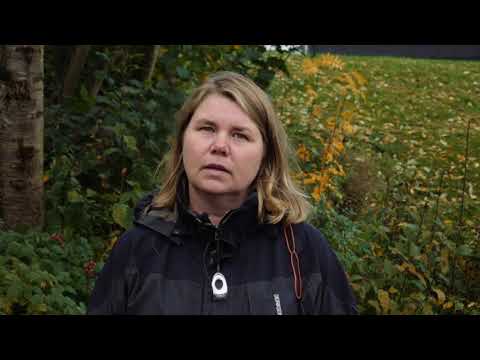 Video: Yucca Trädgård (43 Bilder): Plantering. Hur Sköter Man Filamentos? Reproduktion Och Transplantation Av Gatuväxter, Sorter Och Sjukdomar