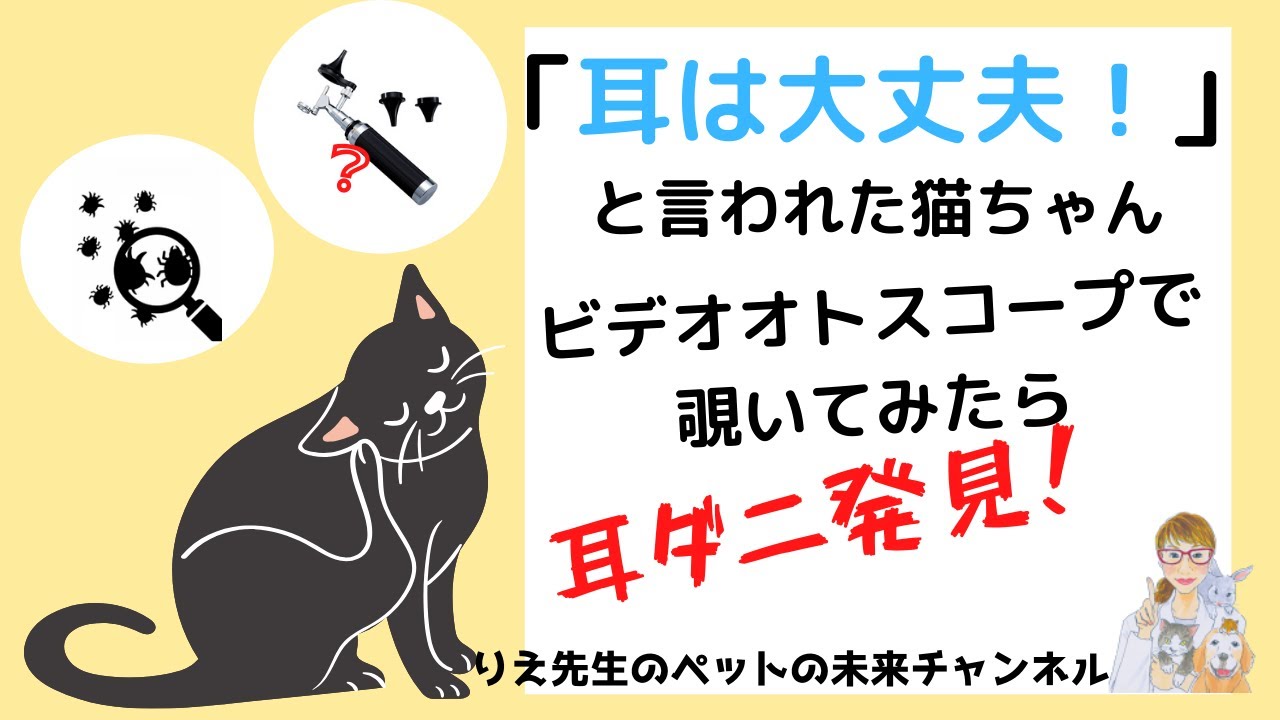 猫の耳ダニ治療の最新 最終兵器はコレだ Youtube