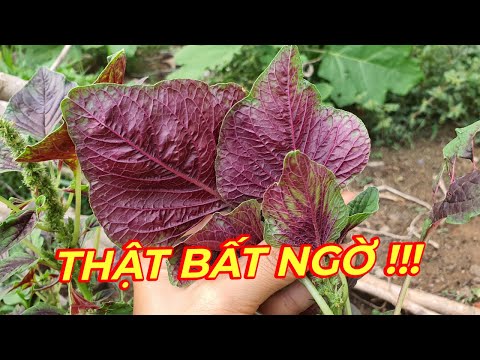 Video RAU DỀN ĐỎ - TRỊ THIẾU MÁU,TÁO BÓN,NGĂN NGỪA UNG THƯ,... - youtube