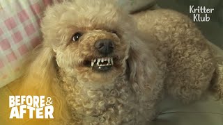 Growling Poodle Got Her Owners Walking On Thin Ice... | Before & After Makeover Ep 5