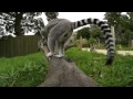 Ring-tailed lemur 360 footage at RZSS Edinburgh Zoo!