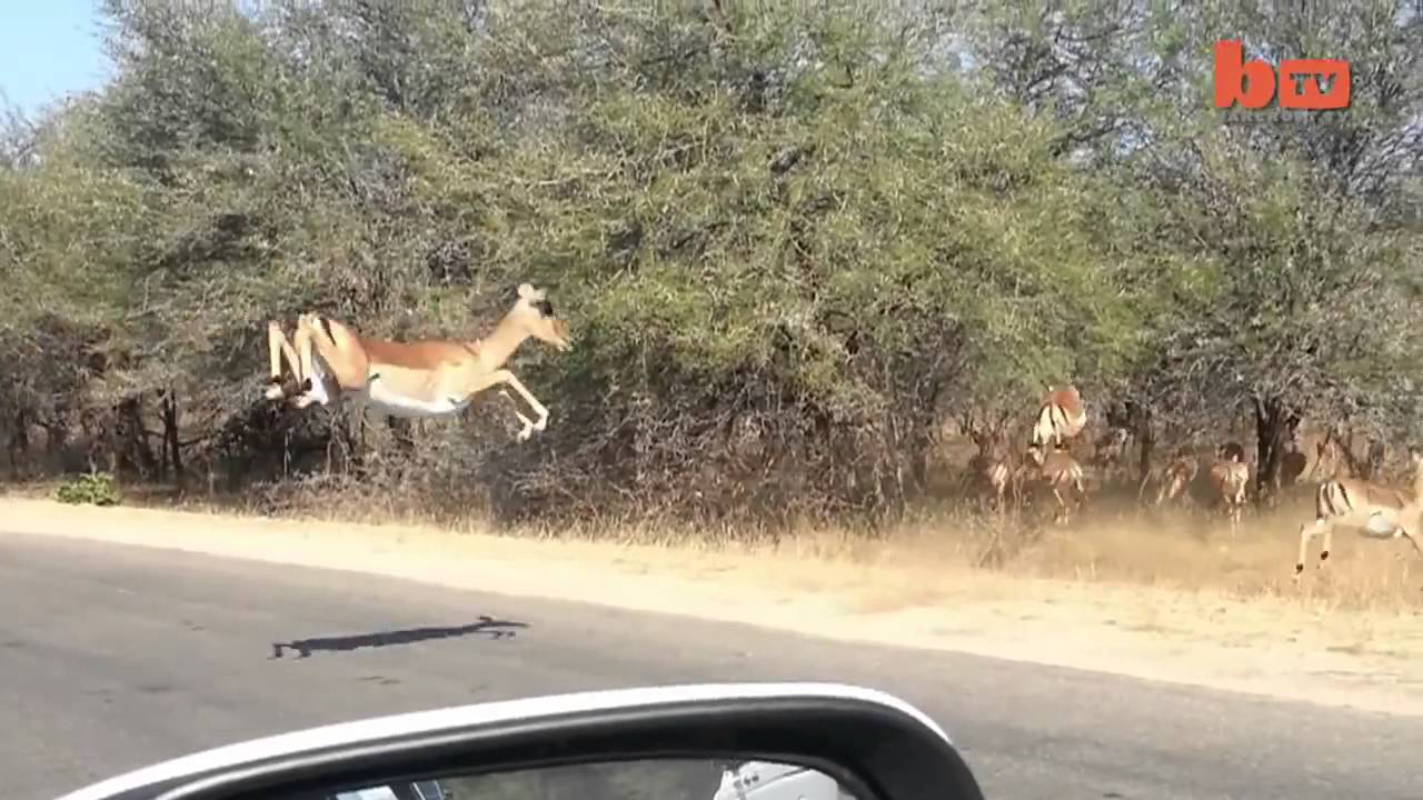 Cheetah Chases Impala Antelope Into Tourist's Car on Safari YouTube