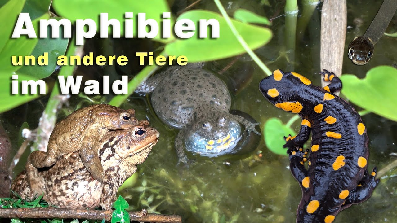 Amphibien im Wald - Unken, Molche, Feuersalamander, Frösche, Kröten und andere Tiere in der Natur