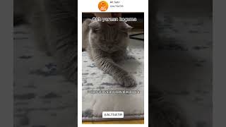 Komik İnstagram Videoları Masaj Kedi...
