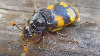 Burrying Beetle - Hrobařík (Nicrophorus interruptus)