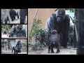 少し乱暴にキンタロウを掴んだ旦那を怒る母ゲンキ⭐️ゴリラGorilla【京都市動物園】Genki protests aloud to Momotaro to protect Kintaro.