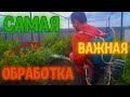 Самая ВАЖНАЯ обработка Винограда, Виноградник Артура