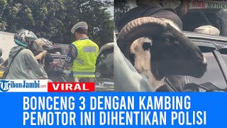 Ngakak, Pemotor Dihentikan Polisi Gegara Bonceng 3 dengan Kambing