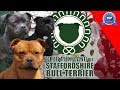 STAFFORDSHIRE BULL TERRIER (Staffy) の動画、YouTube動画。
