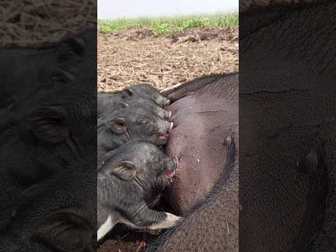 chu chu pig-feeding #shorts