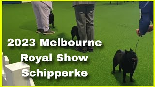 2023 Melbourne Royal Show  Schipperke
