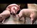 How to clean pig farm floor | pig farming in Assam