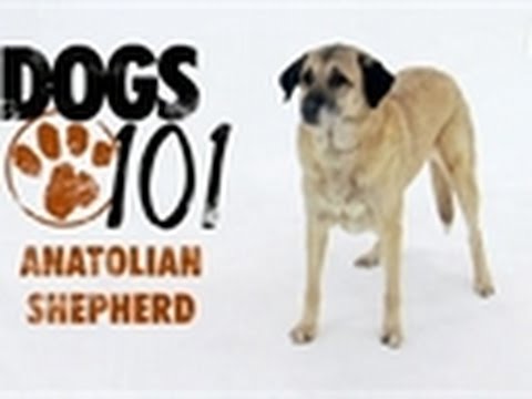Dogs 101 - Anatolian Shepherd