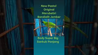 Ijo Original Merubetiri Bandialit Jember \u0026 khas Suara Aslinya.