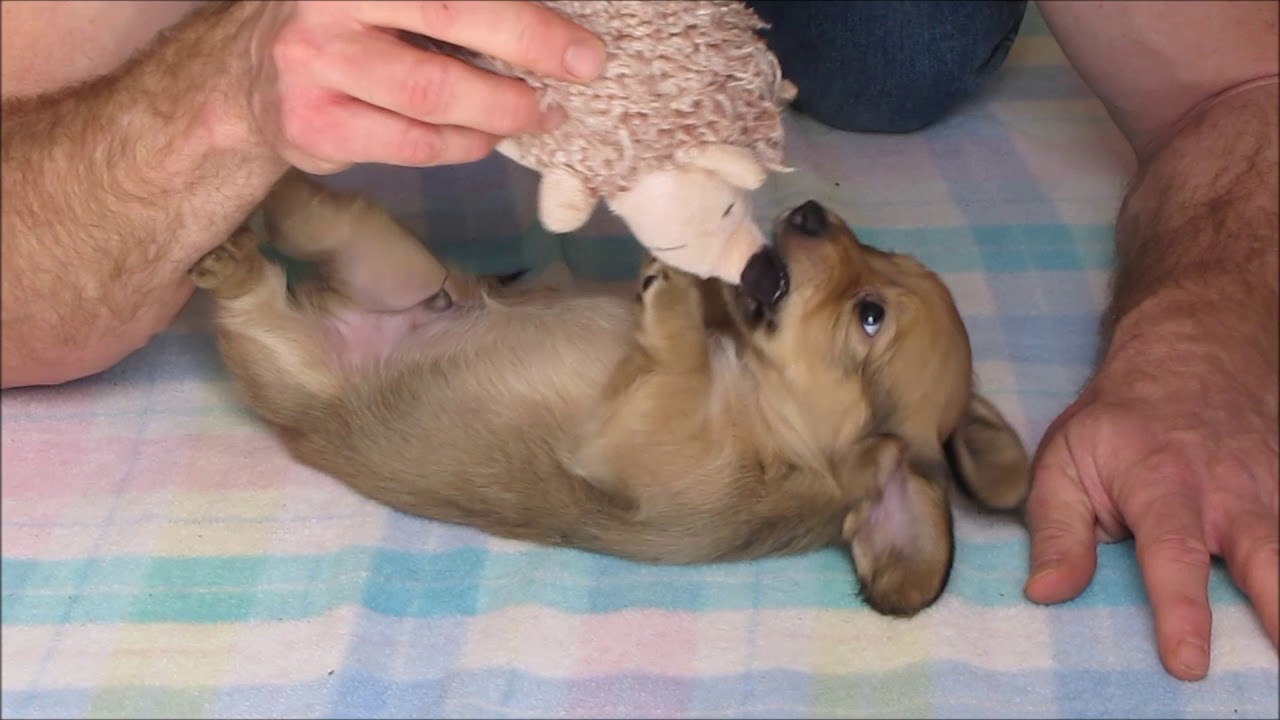 Dachshund Puppy Oliver - YouTube