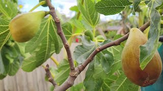 My Favourite Fig - Tasting Unknown Variety - Can Anyone Identify?