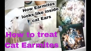 Vet Treating Cat Ear mites | How ear mites looks like inside cat ears
