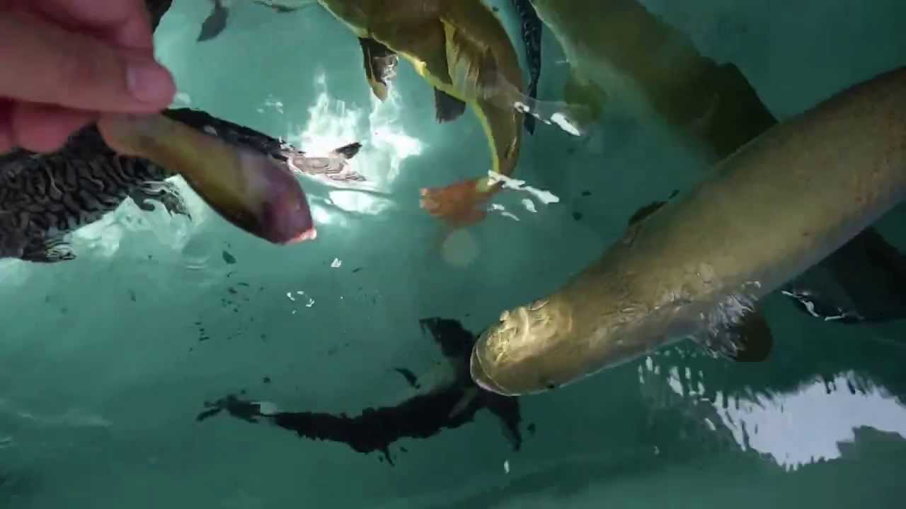 15ｔ水槽 爆食中 大型魚 ピラルク シルバーアロワナなど Youtube