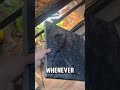 Is the $30 Thrive 3D Slate Worth It? #bioactive #snake #fyp #thrive #reptilecare