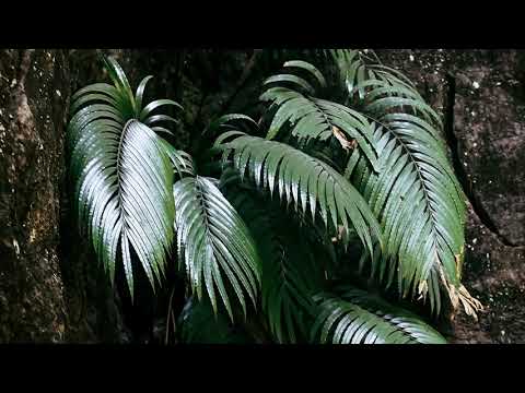 Папороті, здатні вирощувати рідкоземельні кристали, відкривають нові перспективи видобутку