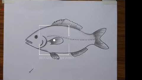 how to draw and label diagram of Fish easily - step by step/How to draw Fish in just5 minute#drawing