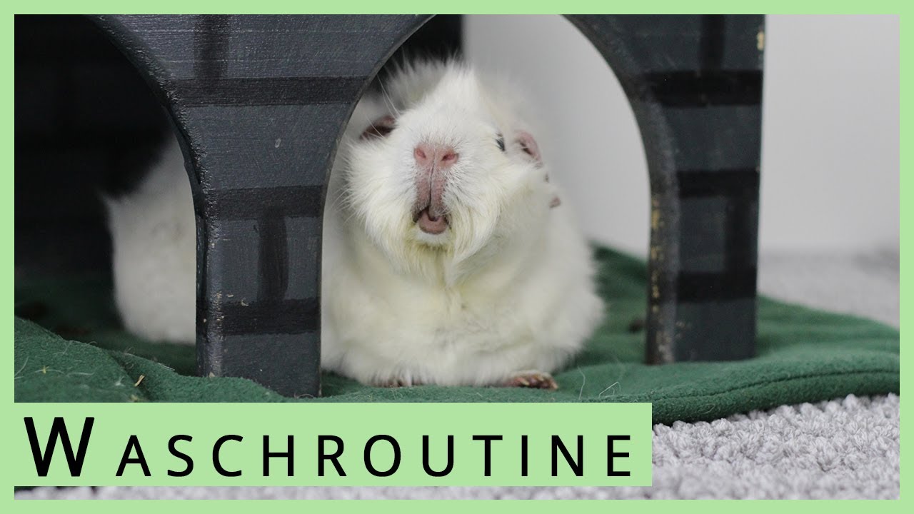 Meerschweinchen Fleecehaltung: Wäsche waschen