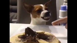 Cake obsessed dog's funny reaction