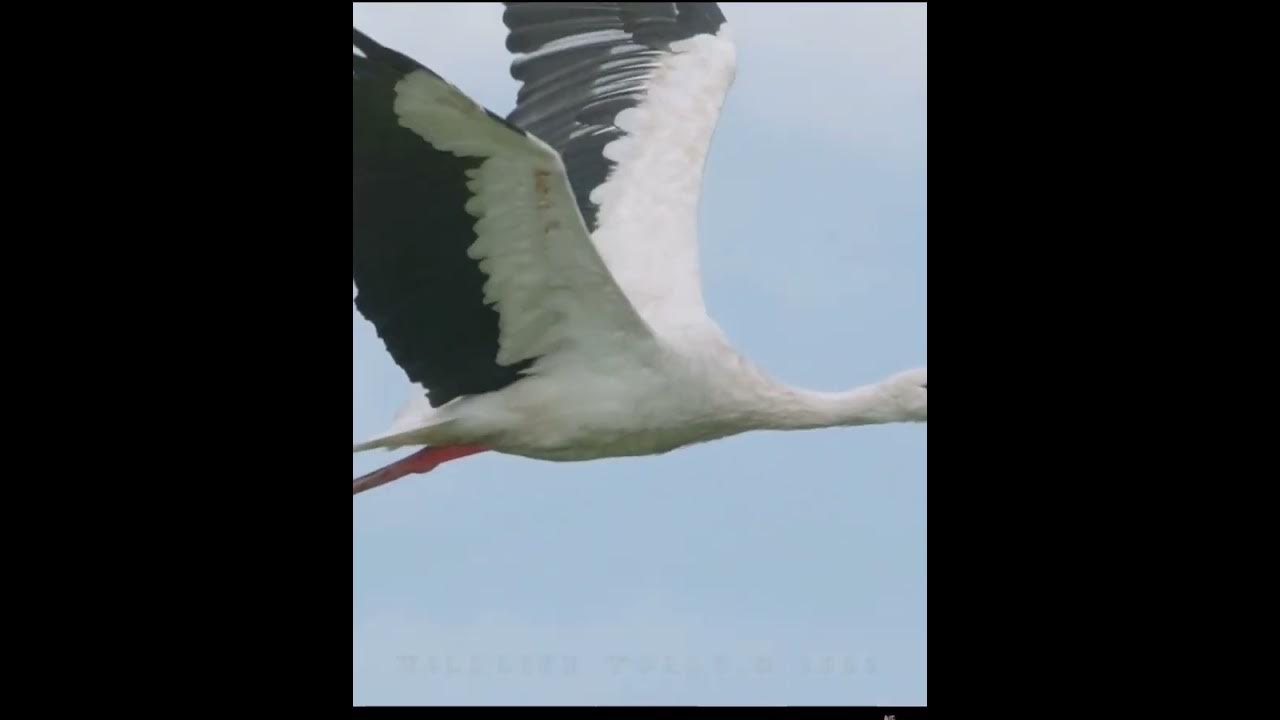 Yosh ayol keksa ayolga musht tushiradi. Porno rasmlar erotik emas