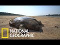 跟著柬埔寨保育團體野放瀕危「巨鱉」 《國家地理》雜誌