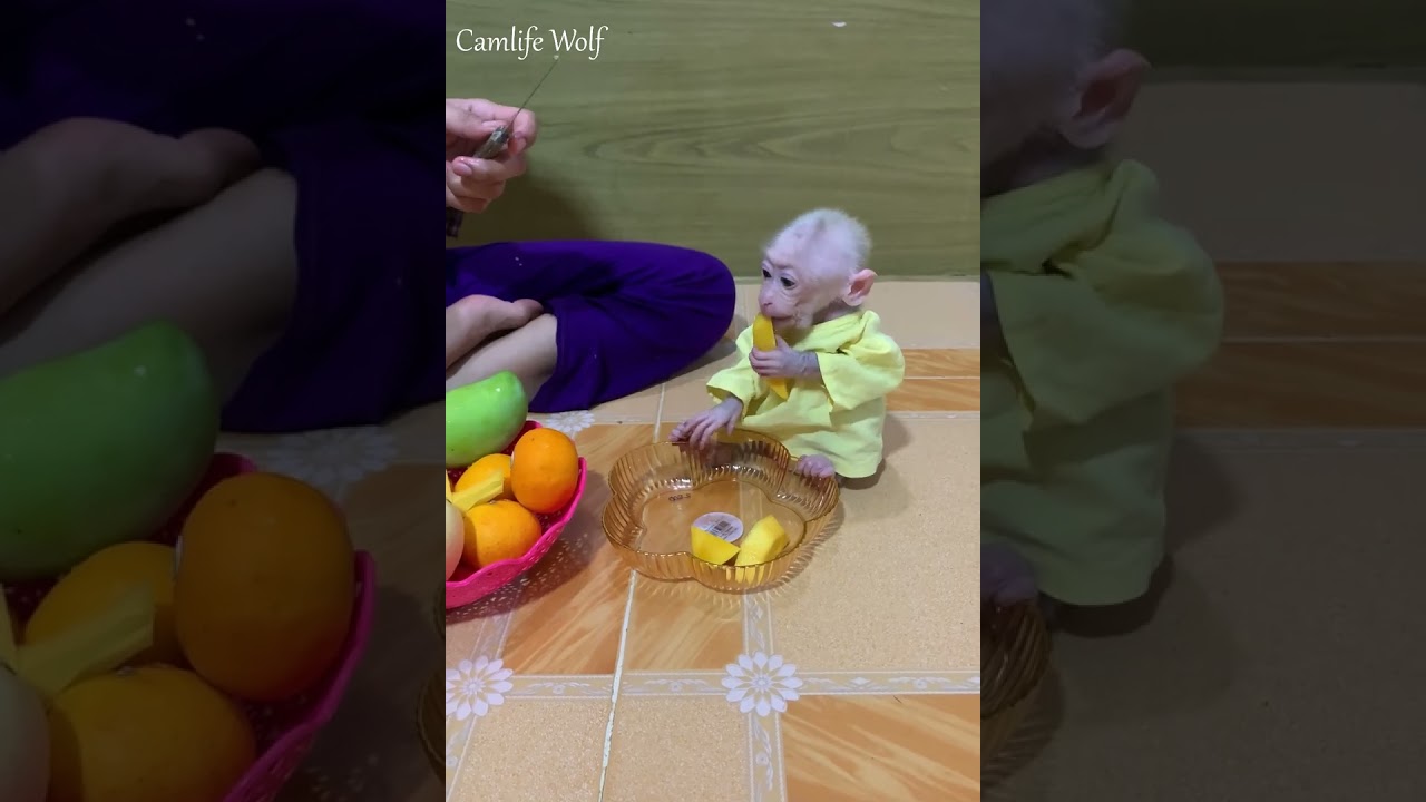 Adorable baby monkey feeling lovely that mummy take care and sharing food to eating delicious