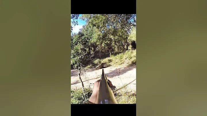 отличный снимок охоты на дикого кабана #caccia #cinghiale#wildboar#охота на кабана#hunting#sanglier