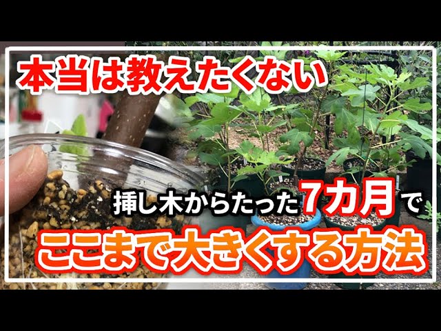 イチジク】挿し木を1年目で大きく育てた方法【特別に教えて頂き