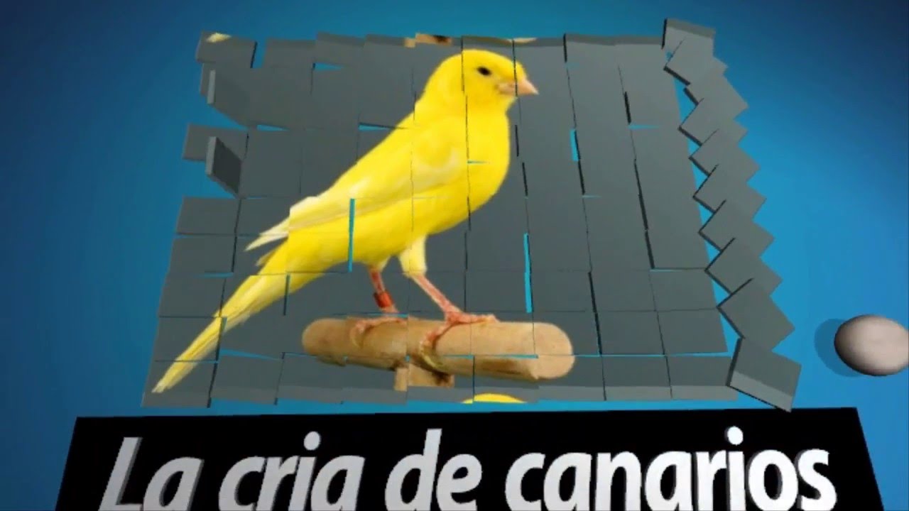 Vitamina B en mis canarios - YouTube
