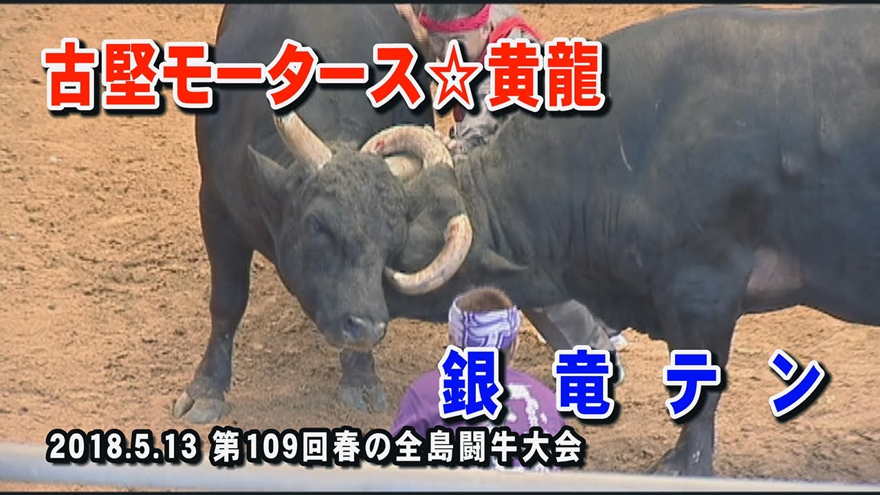 古堅モータース☆黄龍 VS 銀竜テン　 2018.5.13　第109回春の全島闘牛大会(石川多目的ドーム)