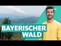 Bayerischer wald  deutschlands wilder wald  wunderschn  ard reisen